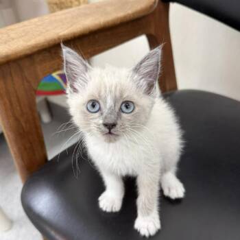 Debe -  Domestic Medium Hair Cat for Adoption in Fort Bragg, California - Debe | PetCurious