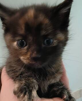 Domestic Short Hair Cats Available for Adoption in Kimberlin Heights, Tennessee - Flora | PetCurious