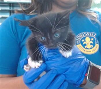 WHISKY WHISKERS -  Domestic Short Hair Cat for Adoption in Louisville, Kentucky - WHISKY WHISKERS | PetCurious