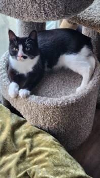Rescue Domestic Medium Hair Cats for Adoption in Libertyville, Illinois - Rosa (Rosie) | PetCurious