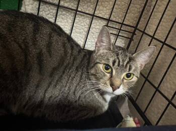 Domestic Short Hair Cats Available for Adoption in Olean, New York - Wiley Kit | PetCurious