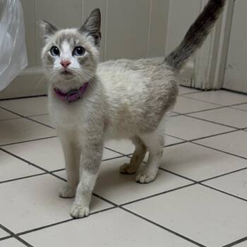 TUSC-Stray-85979 -  Domestic Short Hair Cat for Adoption in Tuscaloosa, Alabama - TUSC-Stray-85979 | PetCurious