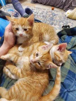 Domestic Short Hair Cats Available for Adoption in Columbus, Indiana - Peter | PetCurious