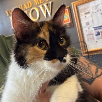Domestic Medium Hair Cats Available for Adoption in Las Vegas, Nevada - Ramen | PetCurious
