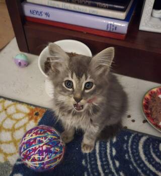 Rescue Domestic Long Hair Cats for Adoption in Baltimore, Maryland - Jasper | PetCurious