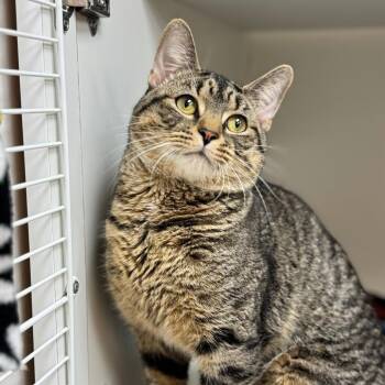 Domestic Short Hair Cats Available for Adoption in Champaign, Illinois - Smokey | PetCurious