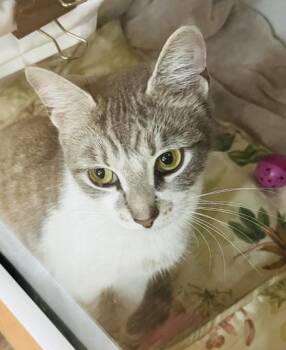 Domestic Short Hair Cats Available for Adoption - Cotton | PetCurious