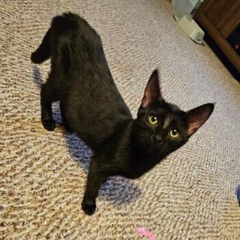 Rescue Domestic Short Hair Cats for Adoption in Waverly, Iowa - Prim Rose | PetCurious