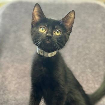 Rescue Domestic Short Hair Cats for Adoption in Long Beach, California - Emilia | PetCurious