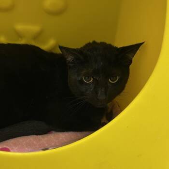 Logan -  Domestic Short Hair Cat for Adoption in Oyster Bay, New York - Logan | PetCurious
