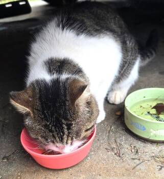 Domestic Short Hair Cats Available for Adoption in Seal Beach, California - Nugget | PetCurious