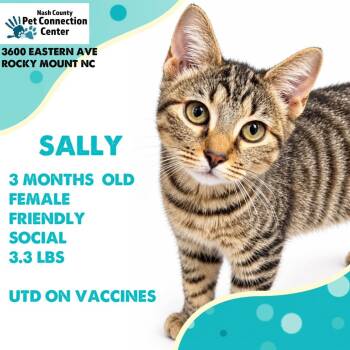 SALLY  Available NOW - ADOPTION or RESCUE! -  Domestic Short Hair Cat for Adoption in Nashville, North Carolina - SALLY  Available NOW - ADOPTION Or RESCUE! | PetCurious