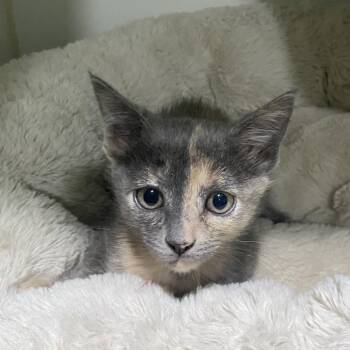 Domestic Short Hair Cats Available for Adoption in Kyle, Texas - NEWT | PetCurious
