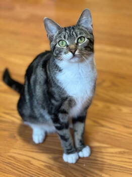 Rescue Domestic Short Hair Cats for Adoption in Newtown Square, Pennsylvania - Dandelion | PetCurious