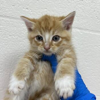Rescue Domestic Short Hair Cats for Adoption in Lyndhurst, Virginia - SVAS-Stray-37884 | PetCurious