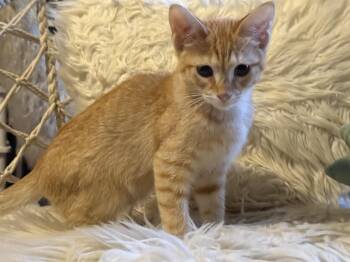 Tahoe -  Domestic Short Hair Cat for Adoption in Murfreesboro, Tennessee - Tahoe | PetCurious