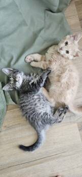 BILL* -  Domestic Short Hair Cat for Adoption in Santa Cruz, California - BILL* | PetCurious