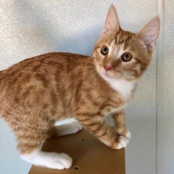 Julius -  Domestic Short Hair Cat for Adoption in Lodi, California - Julius | PetCurious