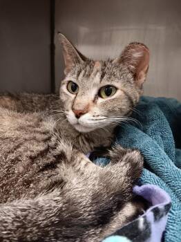 Finch -  Domestic Short Hair Cat Available for Adoption in New Braunfels, Texas - Finch | PetCurious