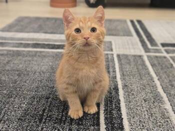 BENJAMIN BUTTON -  Domestic Short Hair Cat for Adoption in Auburn, California - BENJAMIN BUTTON | PetCurious