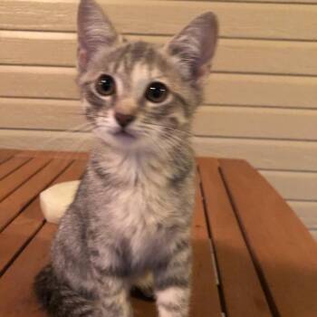 Pearlie -  Domestic Short Hair Cat for Adoption in Brownsboro, Alabama - Pearlie | PetCurious
