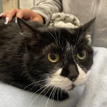 Jean Luc -  Domestic Short Hair Cat Available for Adoption in Murray, Utah - Jean Luc | PetCurious