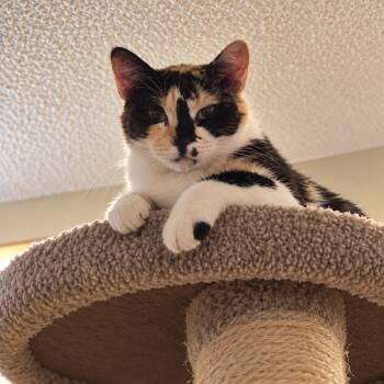 Amber -  Calico Cat for Adoption in Phoenix, Arizona - Amber | PetCurious