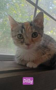 Dilly & Dally -  Domestic Short Hair and Tabby Cat for Adoption in Stanton, Kentucky - Dilly & Dally | PetCurious