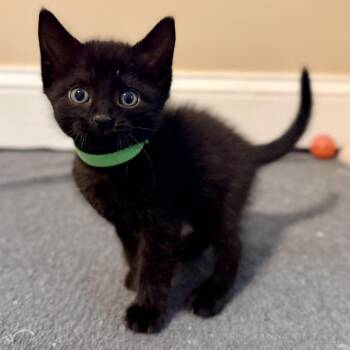 Winnie -  Domestic Short Hair Cat for Adoption in Marshall, Virginia - Winnie | PetCurious