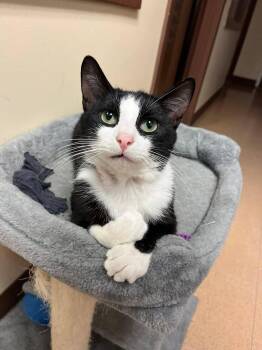 Rescue Domestic Short Hair Cats for Adoption in Monroe, Ohio - Ren | PetCurious