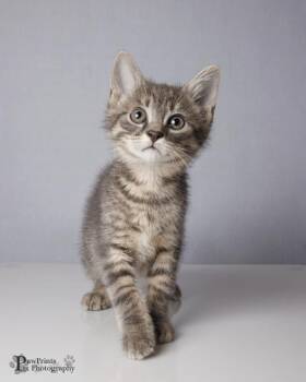 Domestic Short Hair Cats Available for Adoption in Maryville, Tennessee - Fire | PetCurious