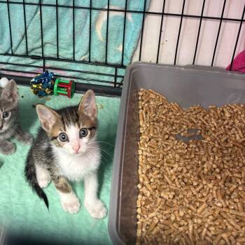 Loofah -  Domestic Short Hair Cat for Adoption in Hinesville, Georgia - Loofah | PetCurious
