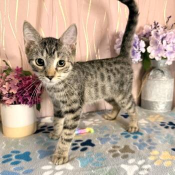 Waffle -  Domestic Short Hair Cat for Adoption in Long Beach, Mississippi - Waffle | PetCurious