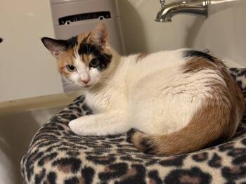 Calico and Domestic Short Hair Cats Available for Adoption in Buford, Georgia - Luna Howell | PetCurious