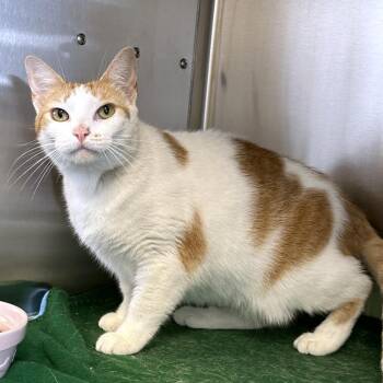Remi -  Domestic Short Hair Cat for Adoption in Franklin, Tennessee - Remi | PetCurious
