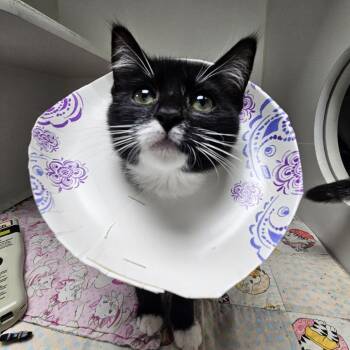 B Mo -  Domestic Short Hair Cat for Adoption in Gainesville, Florida - B Mo | PetCurious
