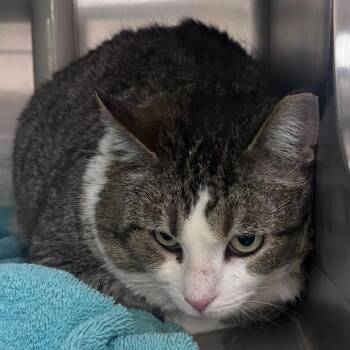 Whitey -  Domestic Short Hair Cat for Adoption in Indianapolis, Indiana - Whitey | PetCurious