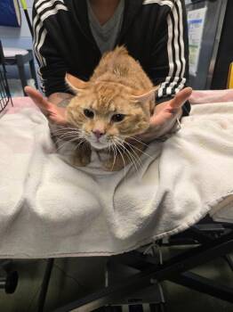 Sir Pounce -  Domestic Short Hair Cat for Adoption in Detroit, Michigan - Sir Pounce | PetCurious