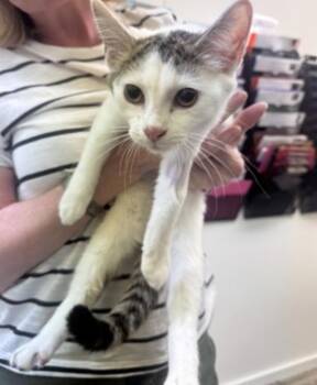 Runt -  American Shorthair Cat for Adoption in Marshall, North Carolina - Runt | PetCurious