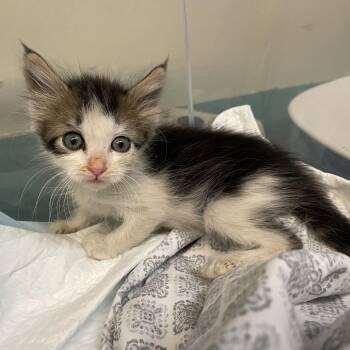 Lime Green Collar -  Domestic Short Hair Cat for Adoption in Pasadena, California - Lime Green Collar | PetCurious