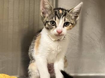Domestic Short Hair Cats Available for Adoption in Tustin, California - ERIN | PetCurious