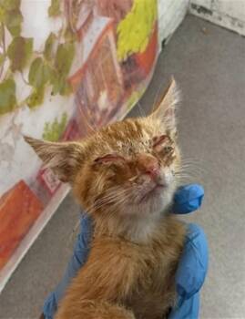BART -  Domestic Short Hair Cat for Adoption in San Bernardino, California - BART | PetCurious