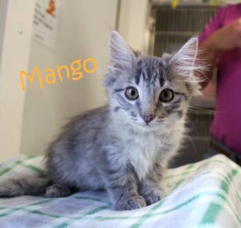 Mango -  Domestic Medium Hair Cat for Adoption in Saint James, Minnesota - Mango | PetCurious