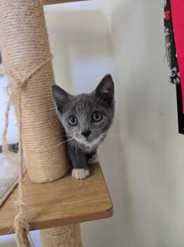Boots -  Domestic Short Hair Cat for Adoption in Cortland, New York - Boots | PetCurious