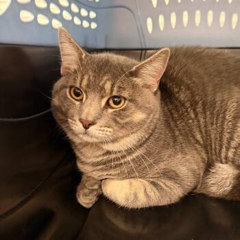 Alex -  Domestic Short Hair Cat for Adoption in Indianapolis, Indiana - Alex | PetCurious