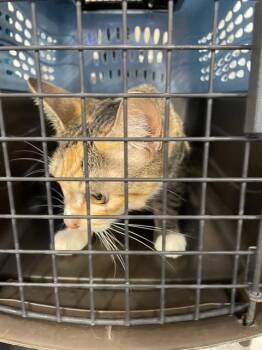 Rescue Domestic Short Hair Cats for Adoption in Palmetto, Florida - A132742 | PetCurious