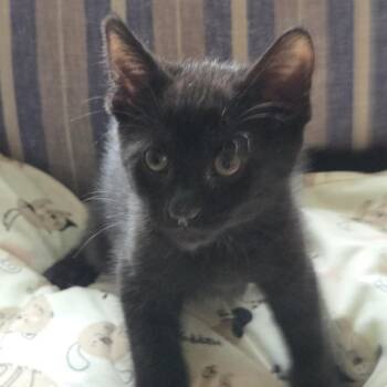 Jasper -  Domestic Short Hair Cat for Adoption in Harrisonburg, Virginia - Jasper | PetCurious
