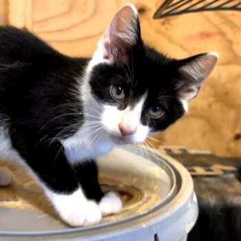 Distance -  Domestic Short Hair Cat for Adoption in Brownsboro, Alabama - Distance | PetCurious