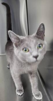 If 10 Bubbles -  Domestic Short Hair Cat for Adoption in Lawrenceville, Georgia - If 10 Bubbles | PetCurious