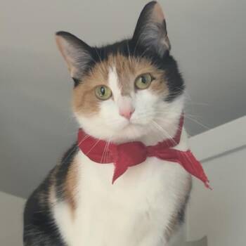 Versace -  Domestic Short Hair Cat for Adoption in Ferndale, Michigan - Versace | PetCurious